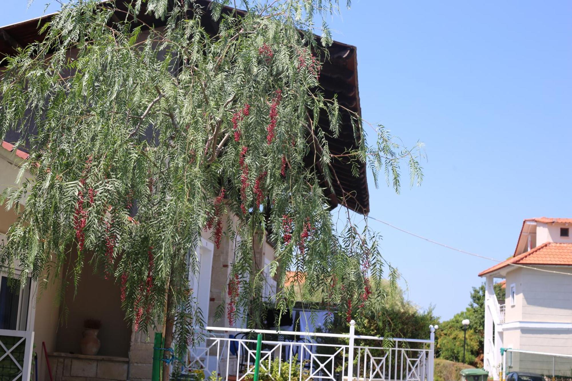 Golden Residence Family Resort Pefkochori Ngoại thất bức ảnh